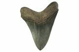 Serrated, Fossil Megalodon Tooth - Georgia #338674-1